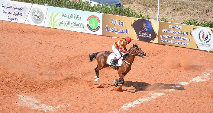 الخيول العربية الأصيلة في سوريا في اللاذقية
