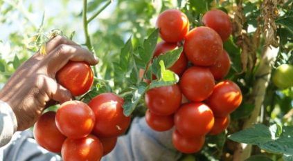 احذر تأثير الحرارة بالبيوت المحمية على تلقيح الطماطم