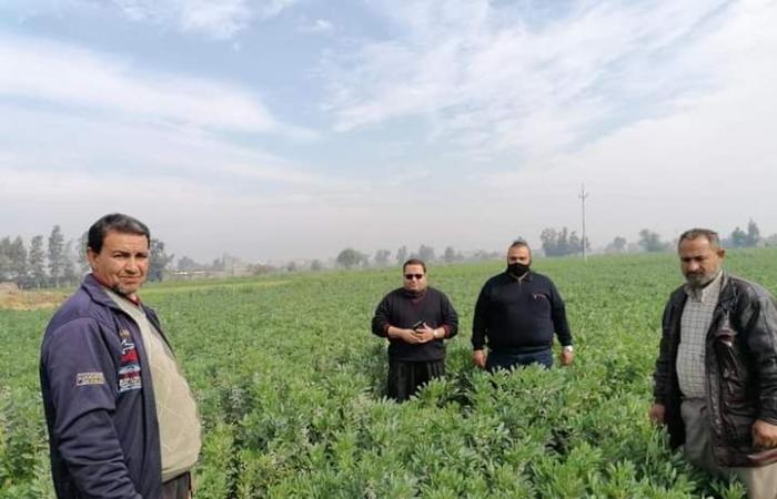 وزارة الزراعة تنظم حملة قومية لزيادة إنتاج الفول والعدس.. صور