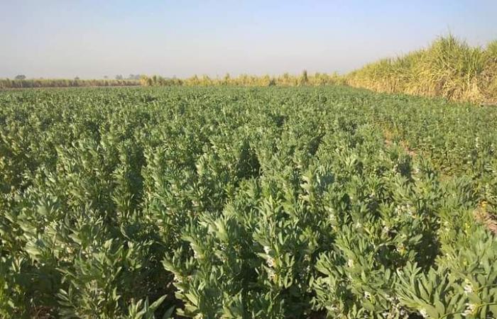 وزارة الزراعة تنظم حملة قومية لزيادة إنتاج الفول والعدس.. صور