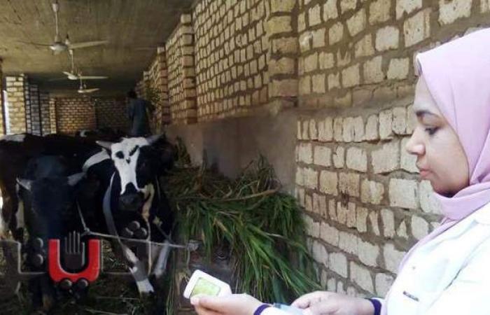 انطلاق حملة تحصين الماشية ضد الحمى القلاعية وحمى الوادي المتصدع بأسوان
