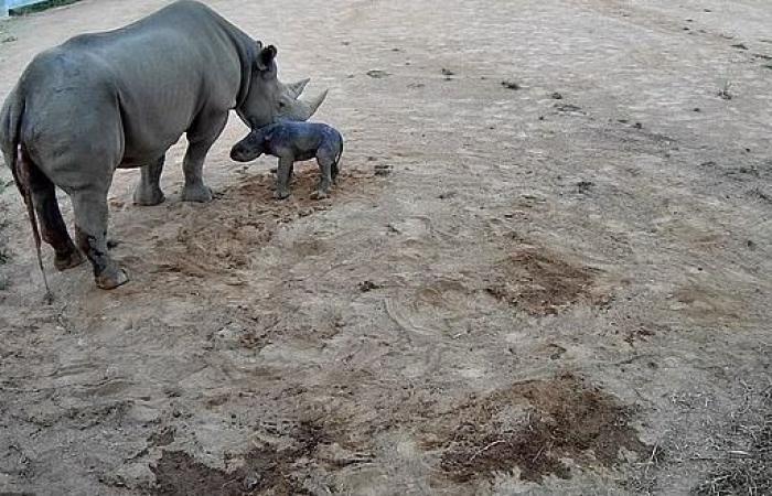 ولادة وحيد قرن نادر مهدد بالانقراض في أستراليا