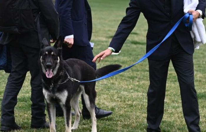 نصائح لأعضاء الخدمة السرية لمنع مهاجمة كلب بايدن لهم