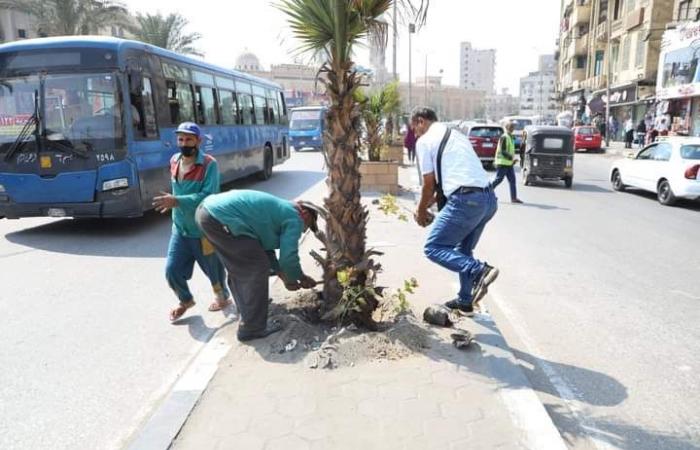 نظافة القاهرة تزين ميدان السيدة زينب وتزرع الأشجار بالشوارع.. صور