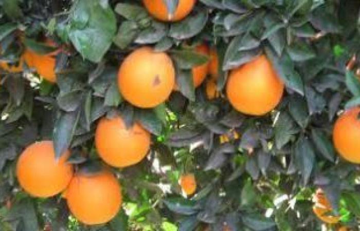 شعبة الخضار والفاكهة: المشروعات الزراعية للدولة سبب زيادة الصادرات