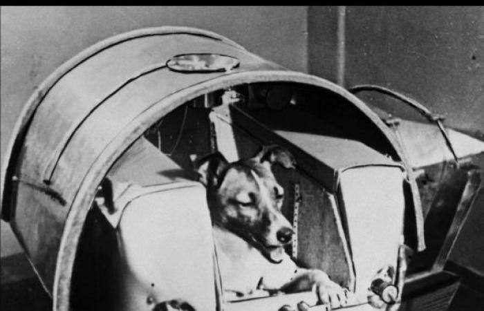 مش الكلبة لايكا بس.. 8 حيوانات سافرت إلى الفضاء قبل رحلات البشر لاستكشاف الكون