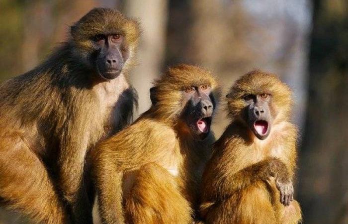 مرض نادر بلا لقاح.. ظهور «جدري القرود» في بريطاني