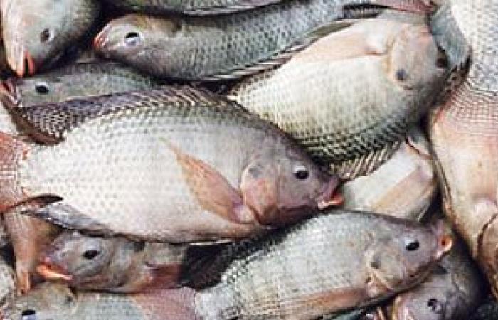 استقرار أسعار الأسماك اليوم.. البلطى الأسوانى من 20 إلى 45 جنيها