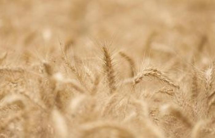 الزراعة: القمح الهندي جودته عالية ونستهلك 20 مليون طنا سنويا