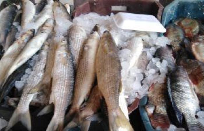 البلطى يتراوح بين 27 و35 جنيها للكيلو.. استقرار أسعار الأسماك فى الأسواق