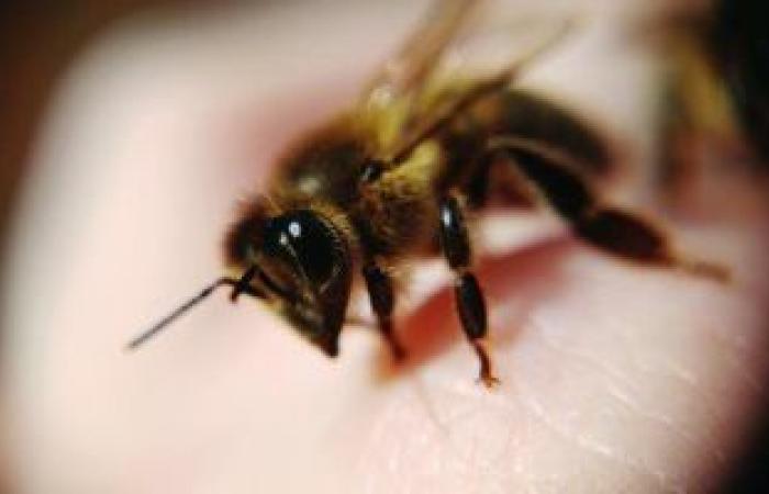 دراسة: فصول الربيع المبكرة الناجمة عن تغير المناخ يمكن أن تقتل النحل
