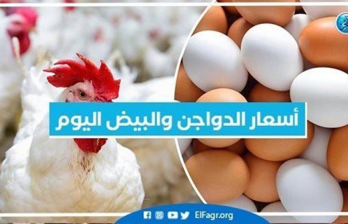 عاجل.. انخفاض اسعار البيض بالمزارع مع جهود الحكومة لضبط الاسعار