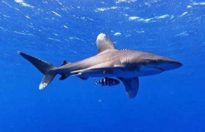 تقنية جديدة توثق موقع ووقت ولادة صغار أسماك القرش عن بعد