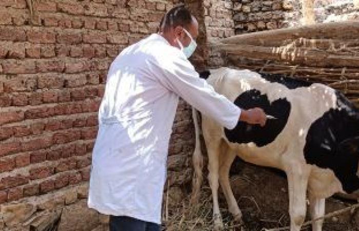 تحصين 43 ألف رأس ماشية ضد مرضى الحمى القلاعية والوادى المتصدع بالجيزة