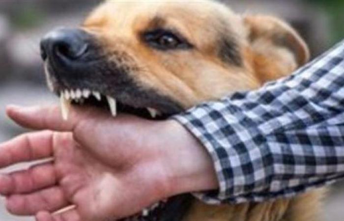 إصابة 12 طفلًا عقرهم كلب مسعور بشبرابابل في الغربيةالإثنين 01/مايو/2023 - 06:08 م
إصابة 12 شخصا عقرهم كلب مسعور في الغربية