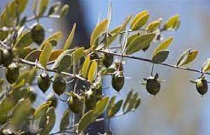 هيئة تنمية الصعيد: تستهدف زراعة 50 الف فدان بنبات الجوجوبا في محافظات الجنوب