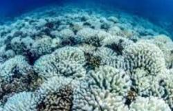 العلماء يحذرون من حدث تبيض المرجان العالمى على الأرض.. يعنى إيه؟