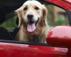 نصائح هامة لاصطحاب الحيوانات الأليفة بالسيارة