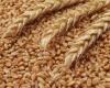 نقيب الزراعيين: مشروع توشكى الجديدة يُوفر 25 % من القمح المستود