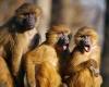 مرض نادر بلا لقاح.. ظهور «جدري القرود» في بريطاني