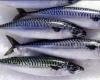 واردات مصر من السمك الماكريل تسجل 7.2 مليون دولار في فبراير الماضي