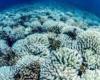 العلماء يحذرون من حدث تبيض المرجان العالمى على الأرض.. يعنى إيه؟