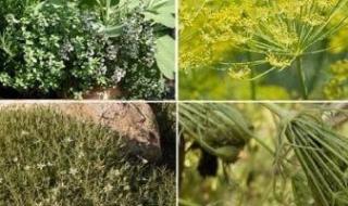ما
      الفارق
      بين
      النباتات
      الطبية
      والعطرية؟