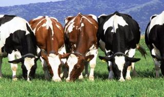 لا
      خطورة
      من
      تناول
      لحوم
      وألبان
      الأبقار
      المصابة
      بالحمى