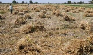 رابطة
      أصحاب
      المطاحن:
      مخزون
      القمح
      آمن
      ويكفى
      4
      أشهر
      استعدادا
      لرمضان