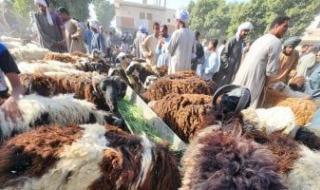 ‎الزراعة
      تعلن
      الطوارئ
      لاستقبال
      عيد
      الأضحى
      وتناشد
      المواطنين
      تجنب
      الذبح
      بالشوارع