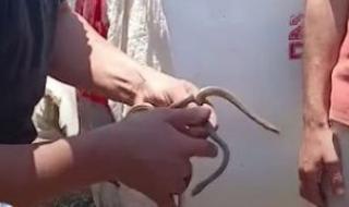 جار
      البحث
      عن
      كوبرا..
      صيد
      2
      من
      الثعابين
      فى
      قرية
      القراقرة
      بالشرقية
      "فيديو"