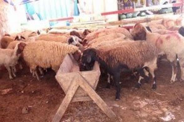 حصاد
      الوزارات..
      وزارة
      التموين
      تبدأ
      فى
      إنشاء
      شوادر
      لطرح
      الخراف
      الحية
      للأضاحى
      20
      مايو