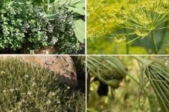 ما
      الفارق
      بين
      النباتات
      الطبية
      والعطرية؟