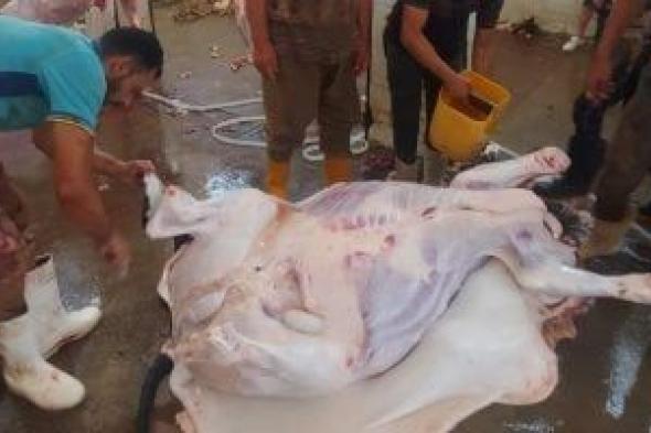 قبل
عيد
الأضحى..
اعرف
أماكن
المجازر
الحكومية
لذبح
الأضاحى
بالإسكندرية