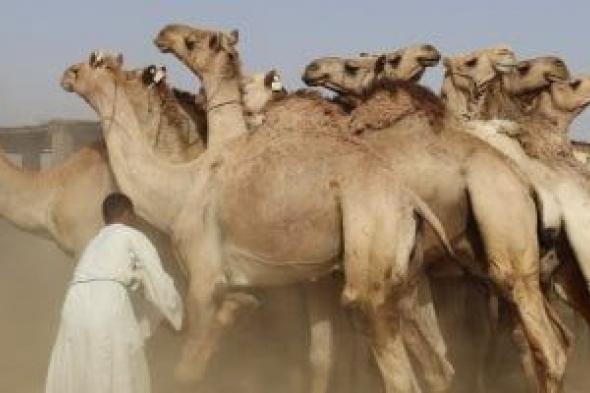 انتعاشة
      فى
      سوق
      الجمال
      بمدينة
      دراو
      بأسوان
      قبل
      عيد
      الأضحى