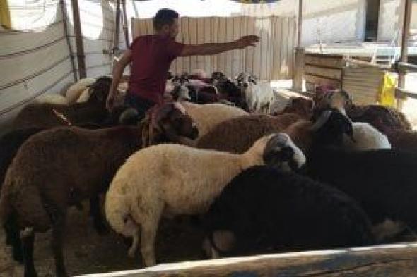 خدمات
      مجانية
      توفرها
      مجازر
      محافظة
      القاهرة
      طوال
      أيام
      العيد..
      تفاصيل