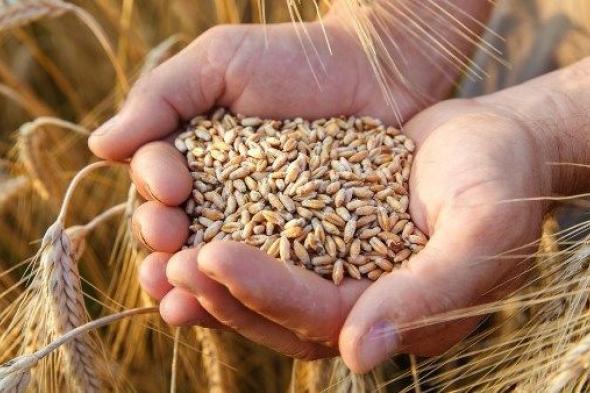 نزرع
      20%
      فقط
      من
      القمح
      المستخدم
      في
      صناعة
      الخبز