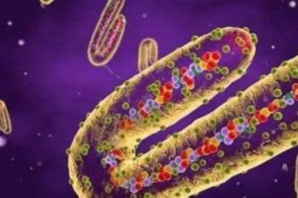 وزارة
      الصحة:
      لا
      توجد
      أي
      حالة
      إصابة
      بمرض
      فيروس
      ماربورج
      في
      مصر