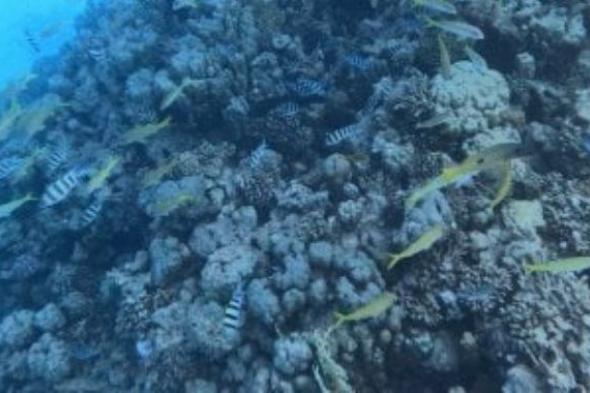 إعلان
      الحيد
      المرجاني
      العظيم
      بالبحر
      الأحمر
      منطقة
      محمية
      طبيعية
      بحرية
      جديدة