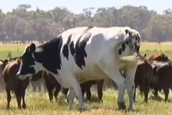 «غازات
      الأبقار»
      تشعل
      الجدل
      والمعارك
      بعدد
      من
      دول
      العالم..
      ما
      السبب؟