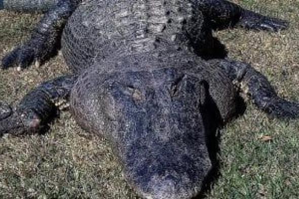 4
حالات
تلزم
حائزي
الحيوانات
الخطرة
إخطار
السلطات
المختصة
بها..
تفاصيل