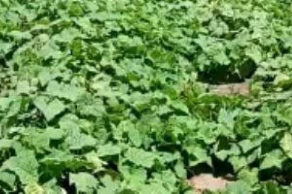 وزارة
الزراعة:
2025
عام
الطفرة
الكبرى
فى
الصادرات
وفتح
25
سوقا
جديدة