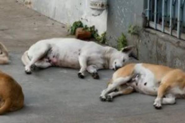 الطب
      البيطرى:
      التخلص
      الرحيم
      من
      الكلاب
      يطبق
      فى
      أضيق
      الحدود
      وفق
      معايير
      دولية