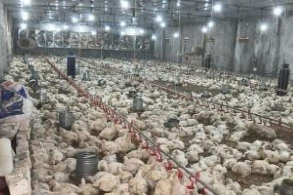 الزراعة:
      إنتاج
      مصر
      من
      الدواجن
      يصل
      لـ1.6
      مليار
      طائر
      و600
      ألف
      طن
      لحوم
      حمراء