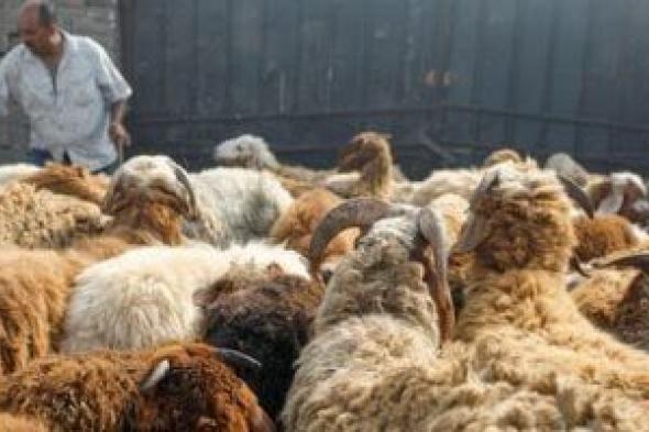 ما
      حكم
      الأضحية
      وأقوال
      الفقهاء
      فيها؟..
      دار
      الإفتاء
      تجيب