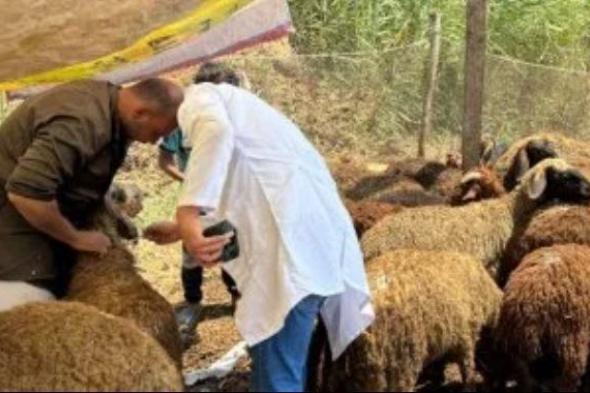 الإفتاء:
      تجنب
      ذبح
      الأضحية
      أمام
      الحيوانات
      الأخرى
      حتى
      لا
      تصاب
      بالخوف
      والتوتر