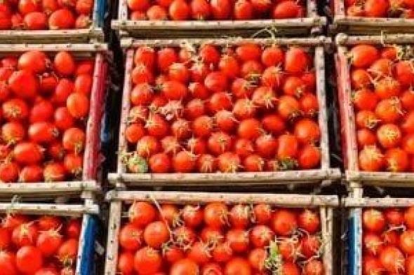 6.5 مليون طن سنويًا.. لماذا تمثل الطماطم خط دفاع عن الأمن الغذائي المصري؟
