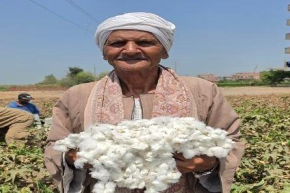 القطن مش محصول وبس.. 32 مليون مزارع عالميًا ونصفهم من النساء
